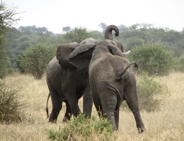 La Tanzanie : un souvenir inoubliable