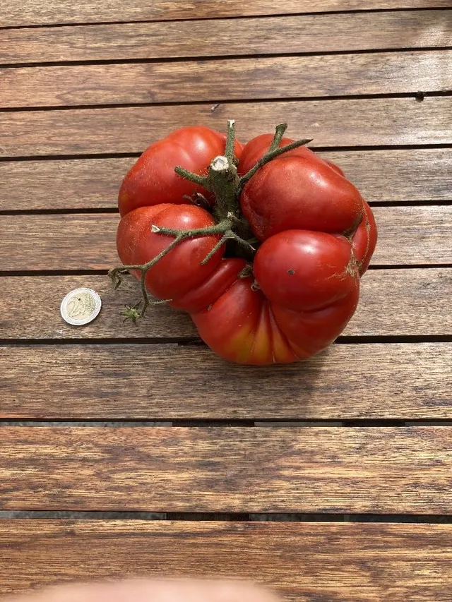 ma tomate siamoise