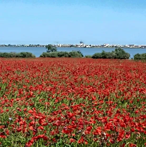 Villeneuve les Maguelone